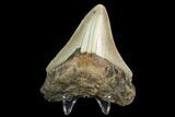 3.03" Fossil Megalodon Tooth - North Carolina - #130022-2